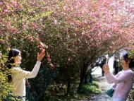 [포토뉴스]핑크 빛 봄의 미소...꽃 터널 속으로