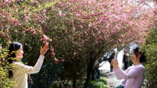 [포토뉴스]핑크 빛 봄의 미소...꽃 터널 속으로